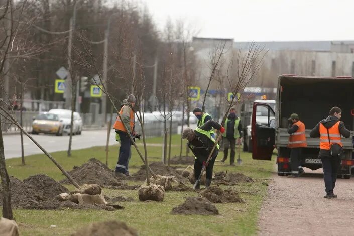Теплицы на байкова спб. Доломит в садово парковом хозяйстве. Садово-парковое хозяйство южное. Калининское спх. Калининское спх.