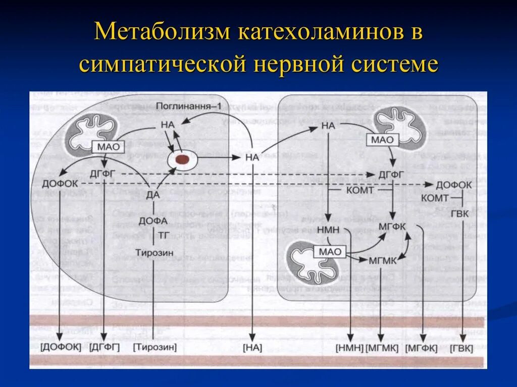 Обмен веществ нервной системы