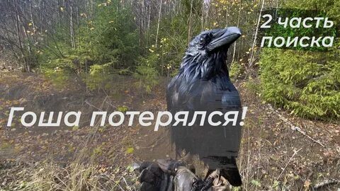Ворон гоша дзен