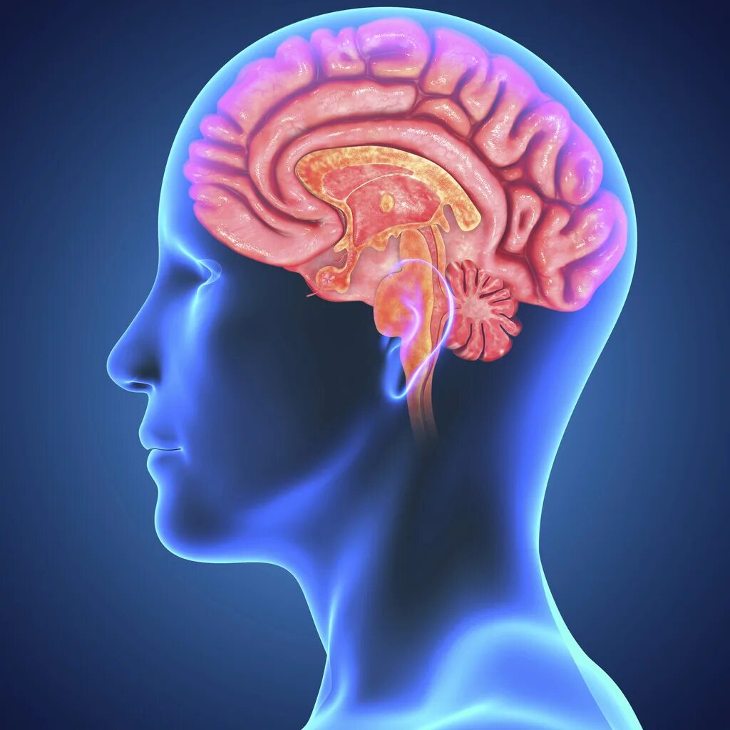 Brain the action
