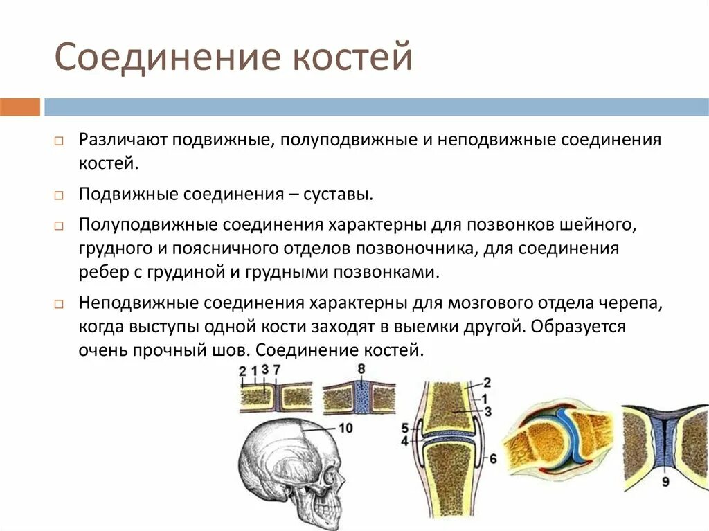 2 кости и их соединения. Неподвижные полуподвижные и подвижные соединения костей. Соединения костей неподвижные полуподвижные подвижные суставы. Типы соединения костей скелета. Строение костей соединение костей кратко.