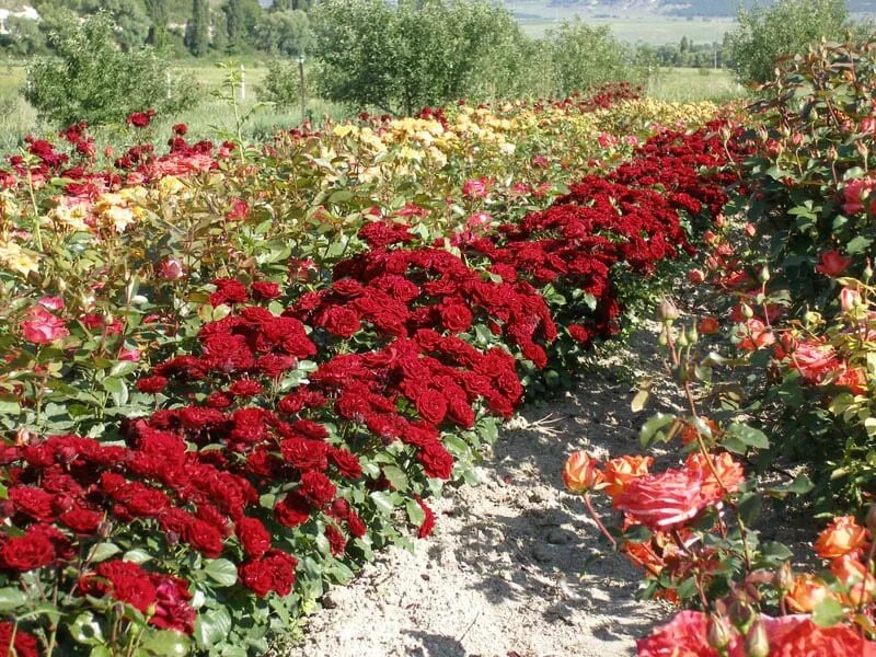 Питомник роз Воронеж село Добрино. Древо жизни питомник роз. Крым питомник саженцев Сергея Овчарова.