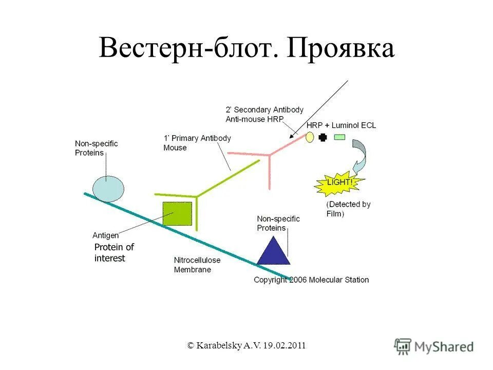 Метод вестерн-блоттинга. Иммуноблоттинг вестерн блот. Вестерн блоттинг этапы. Western blot схема. Вестерн блоттинг схема.