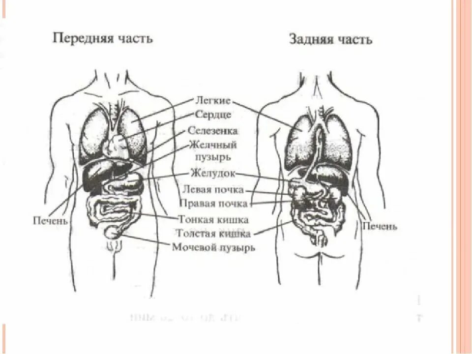 Вид внутренних органов. Расположение органов сзади. Строение органов сзади. Строение человека сзади внутренние органы. Органы человека расположение в картинках вид сзади.