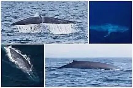 Размер кита. Самый большой кит Размеры. Голубой кит. Синий кит Размеры.