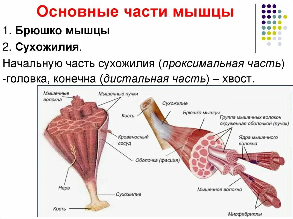 Строение мышц 8 класс биология. Составные части мышечного волокна. Структура ткани скелетной мышцы. Макро и микроскопическое строение скелетных мышц.