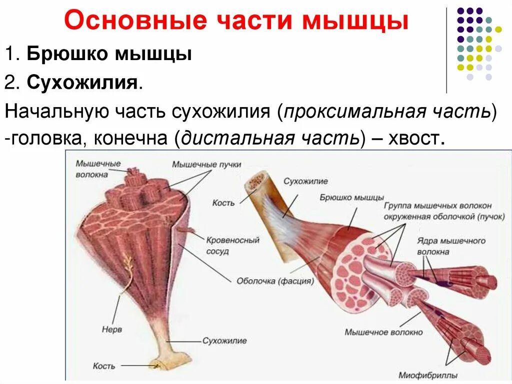 Скелетная поперечно полосатая мускулатура состоит из. Строение мышц 8 класс биология. Составные части мышечного волокна. Структура ткани скелетной мышцы. Макро и микроскопическое строение скелетных мышц.