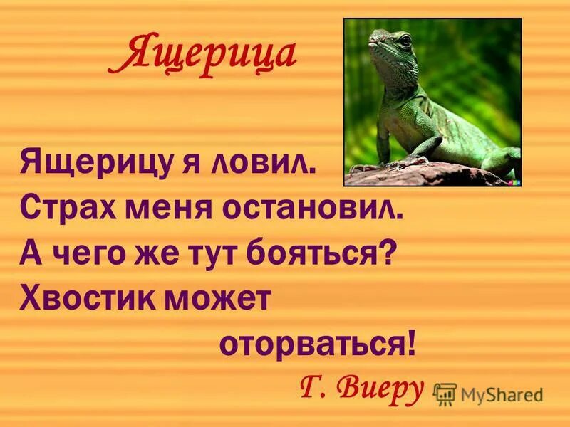 Ящерица прилагательное. Ящерицу я ловил страх меня остановил. Стих про ящерицу. Загадка про ящерицу. Ящерицу я ловил страх меня остановил знаки препинания.