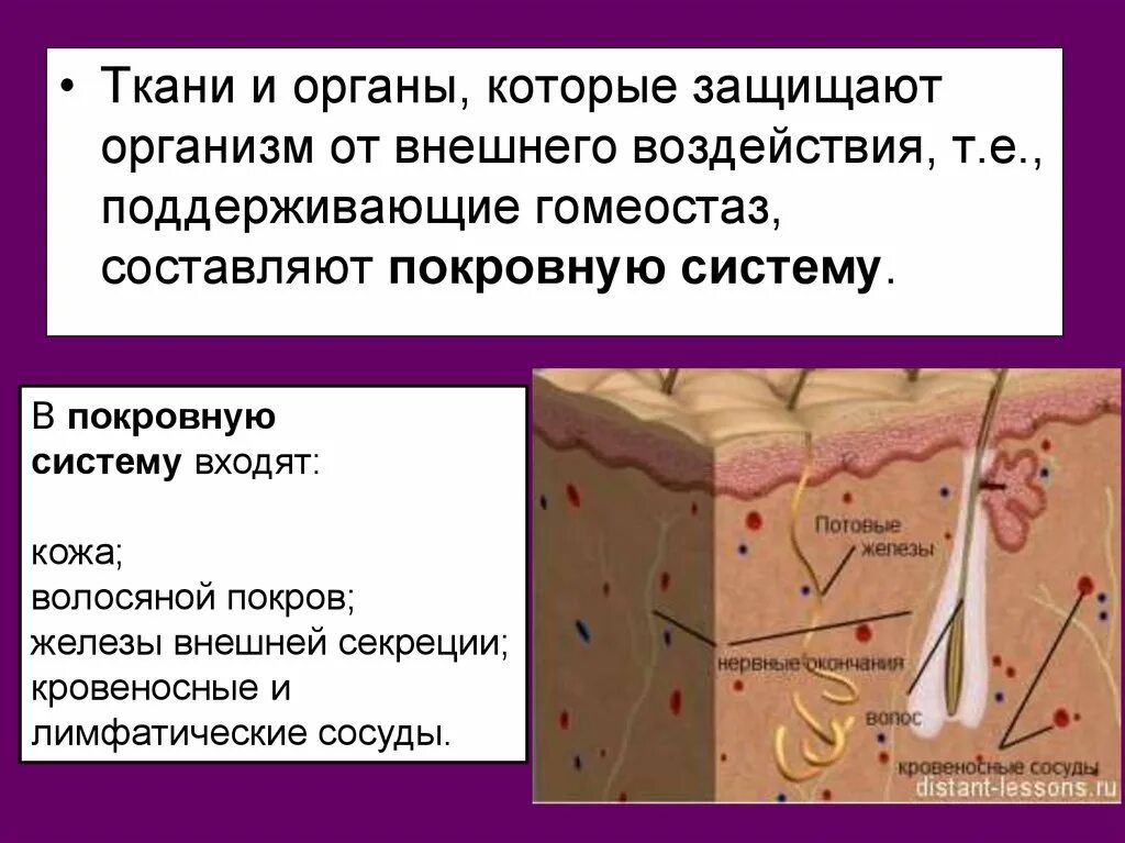 Система покровных органов человека функции. Строение покровной системы. Функции покровной системы человека. Строение системы покровных органов. Система покровных тканей.