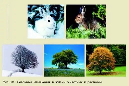 Сезонные изменения растений и животных. Сезонные изменения в жизни растений и животных. Сезозонные изменения в жизни животных и растений. Сезонные изменения в жизни животных.
