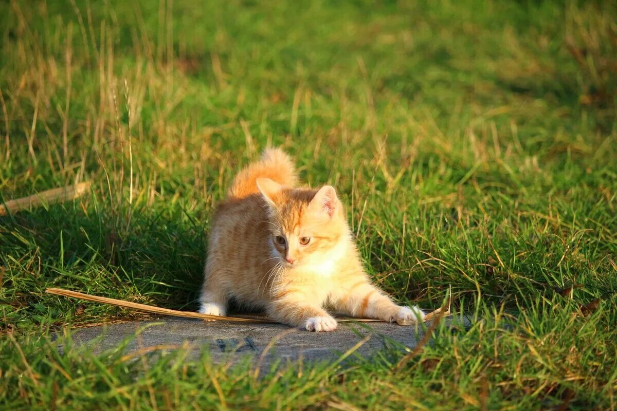 Рыжий котёнок. Рыжие коты. Котята на природе. Рыжий кот на природе. Рыжик язык