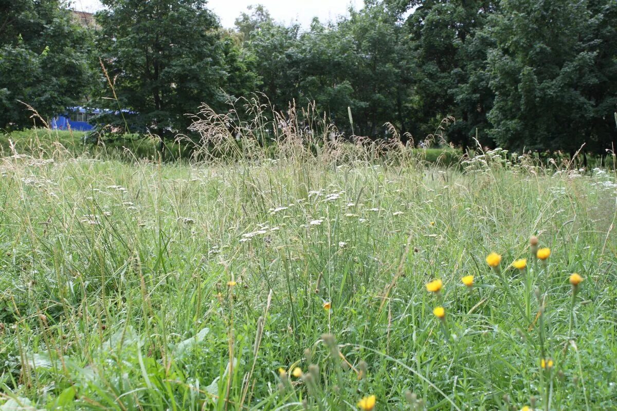 Кошение травы. Природа поле. Некошенная трава. Кошеная трава не кошеная. Степь трава поле.