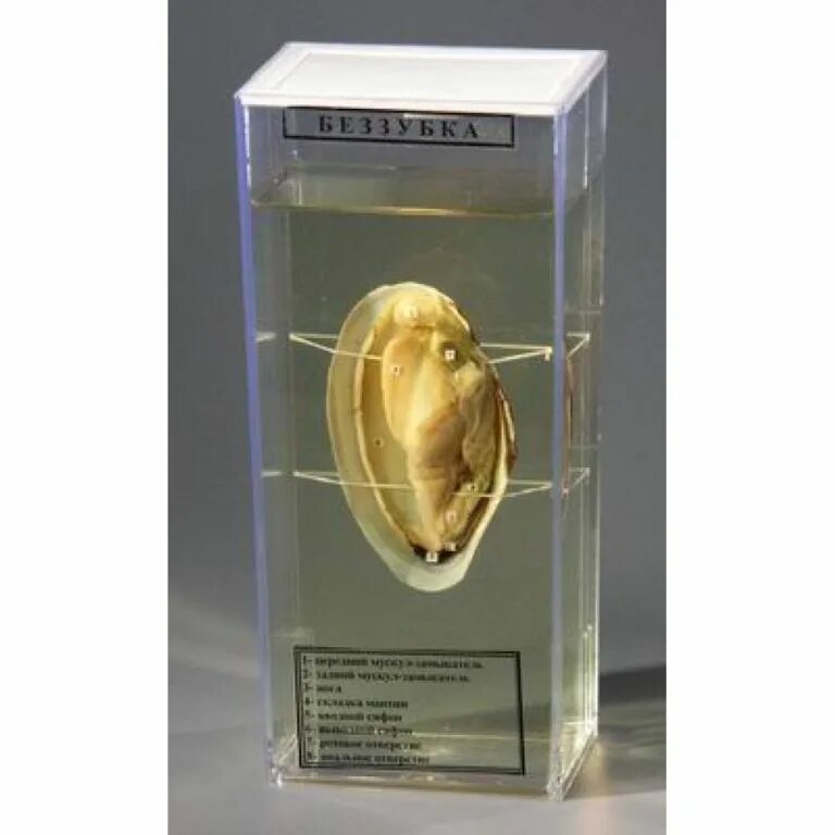 влажный препарат пескожил. мокрый препарат. влажный препарат внутреннее строение рыбы. влажный препарат влажный препарат "речной рак" ". эфирные масла.