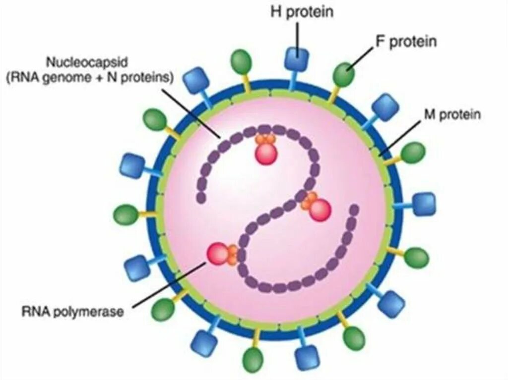 Вирус возбудителя кори. Строение вириона вируса кори. Корь строение вируса. Структура вируса кори. Вирус кори строение микробиология.