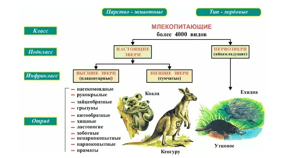 Выберите три признака характерные класс млекопитающие. Отряды млекопитающих схема. Систематика отряды млекопитающих 7 класс. Классификация млекопитающих схема. Многообразие млекопитающих 7 класс биология.