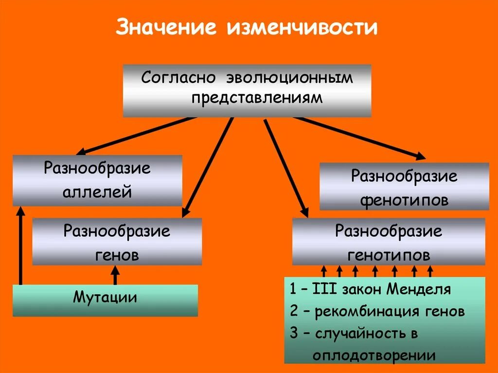 Вид изменчивости играющий ведущую роль в эволюции. Виды изменчивости и их значение. Значение основных форм изменчивости в онтогенезе. Роль наследственной и ненаследственной изменчивости в онтогенезе.. Онтогенетическая изменчивость.