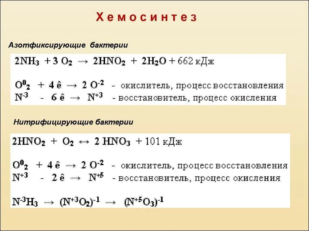 Захват азота. Химические реакции хемосинтеза. Суммарные уравнения реакций хемосинтеза. Реакции хемосинтеза. Суммарная реакция хемосинтеза.