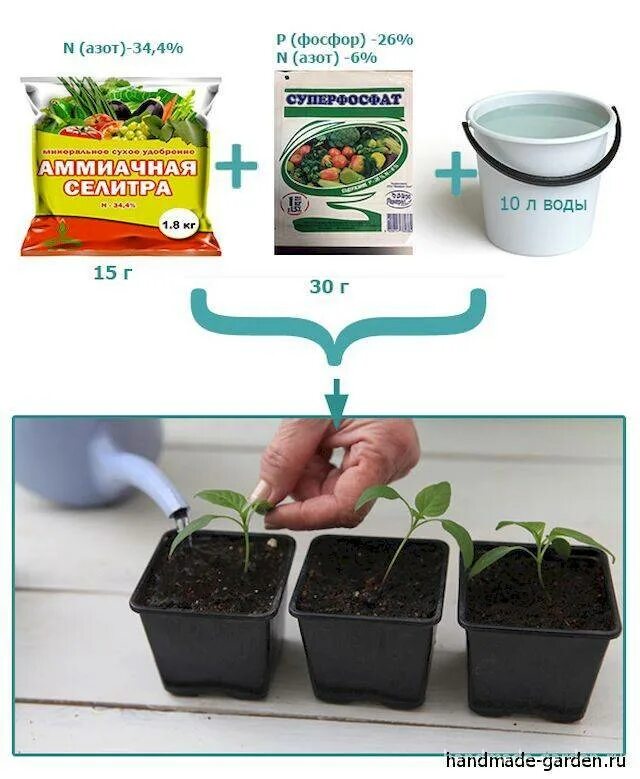 Подкормка рассады. Рассада удобрение для рассады. Удобрение для рассады перцев. Покромка перца рассады.