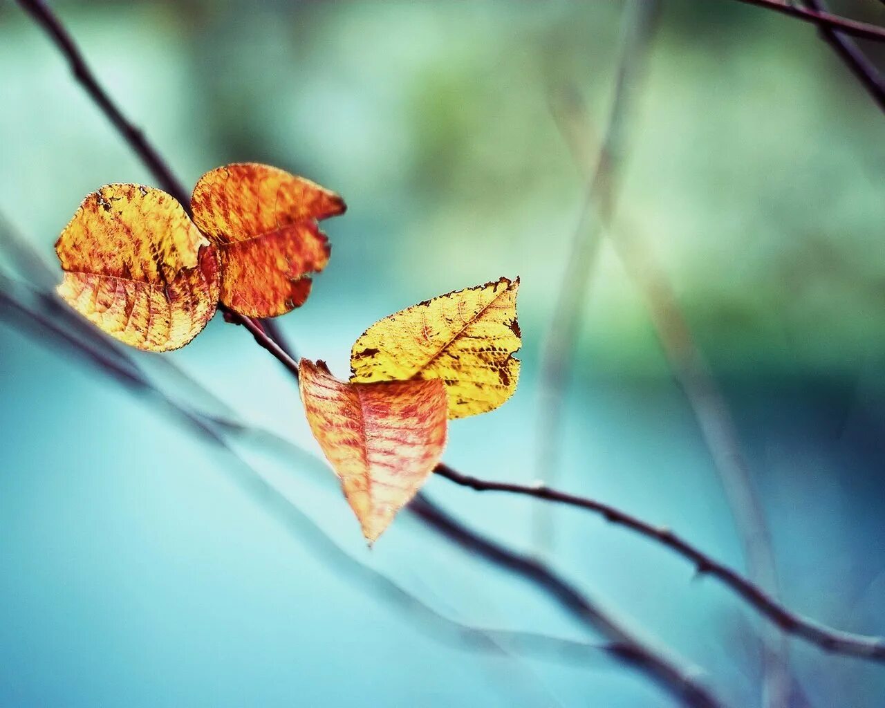 Да что говорить каждый осенний лист. Ветка с листьями. Широкоформатные обои осень. Осенний фон.
