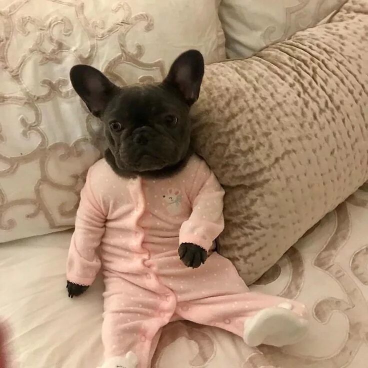 10 популярных идей на тему "french bulldog outfits" для вдохновения