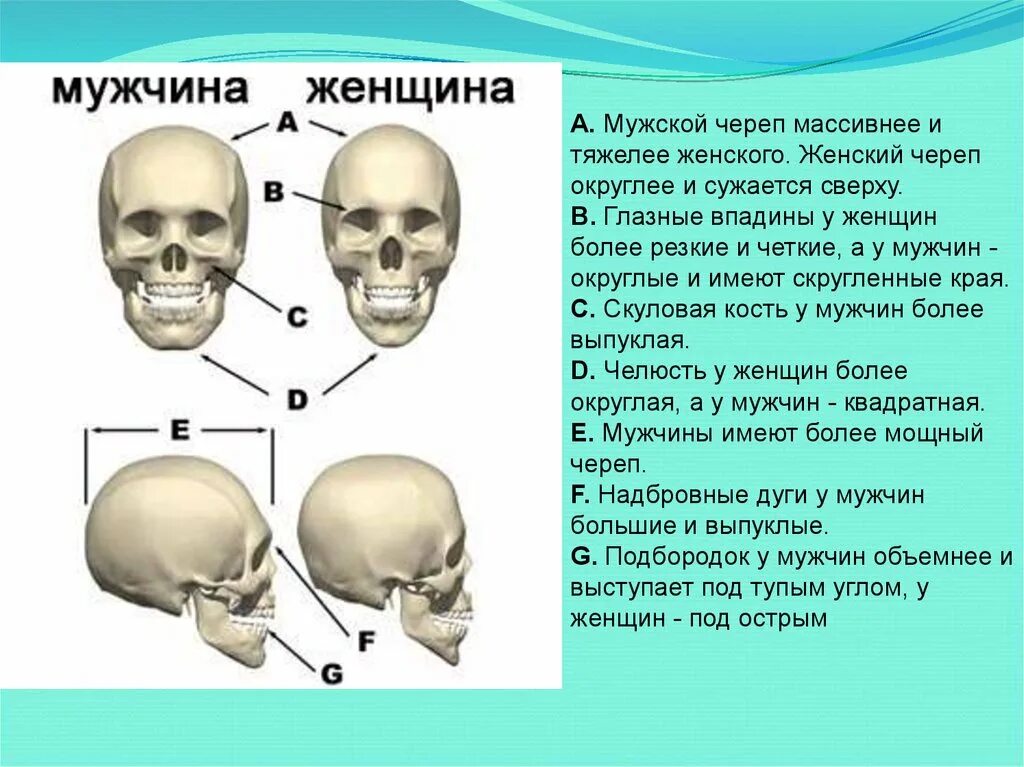 Скелет головы особенности. Соединения костей черепа возрастные различия. Строение черепа. Мужской и женский череп анатомия. Строение черепа головы.