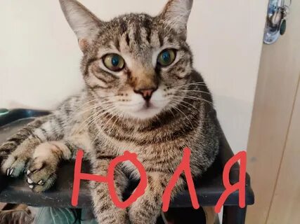 Кошки юле