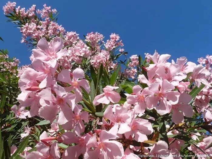 Розовое дерево в сочи. Олеандр в Сочи. Олеандр Сочи цветет. Куст Олеандр Сочи. Южный цветок Олеандр.