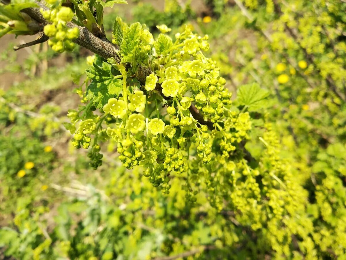 Текст весной неистово пылает золотистая смородина. Смородина золотистая (ribes Aureum). Смородина золотистая Левушка. Смородина золотистая ribes Aureum кустарник. Крандаль смородина золотистая.