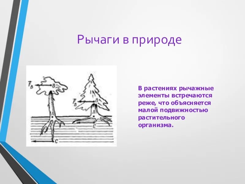 Доклад на тему рычаги в технике быту. Рычаги в природе. Рычаги у растений. Рычаги в природе примеры. Рычаги в технике.