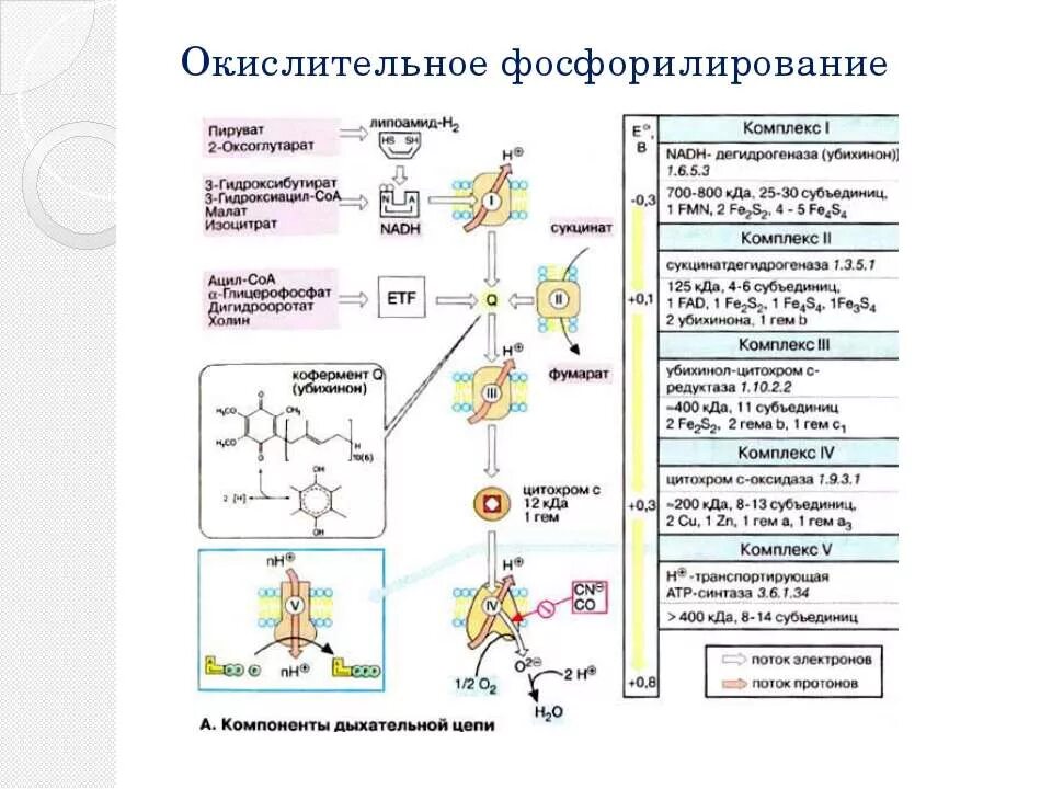 Окислительное фосфорилирование биохимия. Обобщенная схема окислительного фосфорилирования. Окислительное фосфорилирование адф биохимия. Окислительное фосфорилирование схема реакции. Дыхательная цепь и окислительное фосфорилирование.