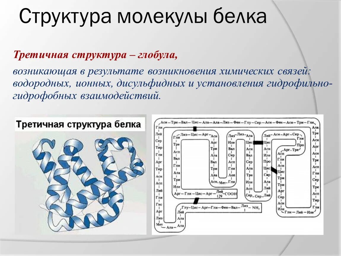 Строение третичной структуры молекулы белка. Третичная структура молекулы белка. Белковая молекула третичная структура. Третичная стуктурабелковых молекул. Третичную структуру белка стабилизируют