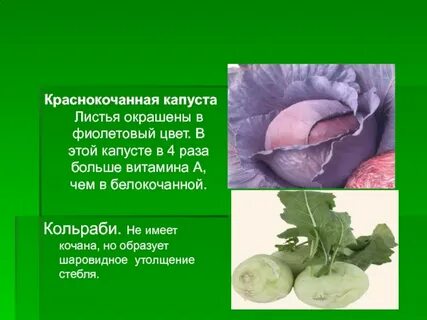 Капуста биологические особенности