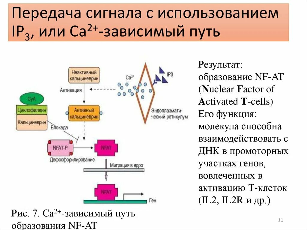 Зависимые пути. Трансдукция сигнала т-лимфоцитов.. Процессы активации т-лимфоцитов. Путь активации t лимфоцитов. Средства влияющие на иммунные процессы.