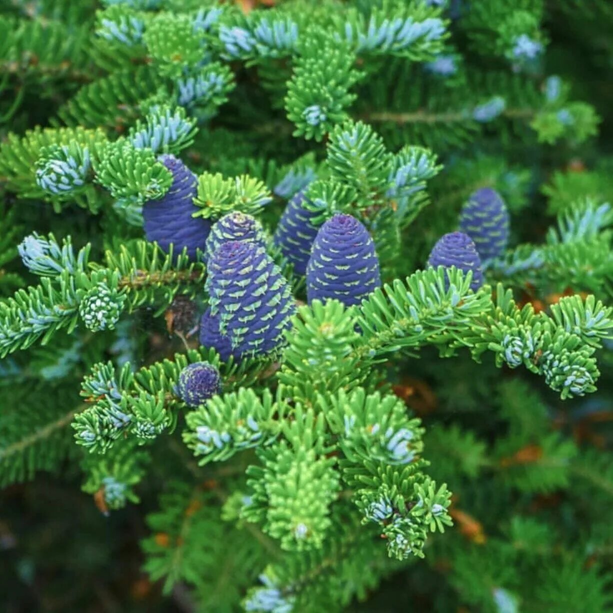 Пихта корейская абиес кореана. Пихта корейская описание. Пихта корейская сильберлок. Пихта корейская абиес кореана. Пихта корейская абиес кореана.
