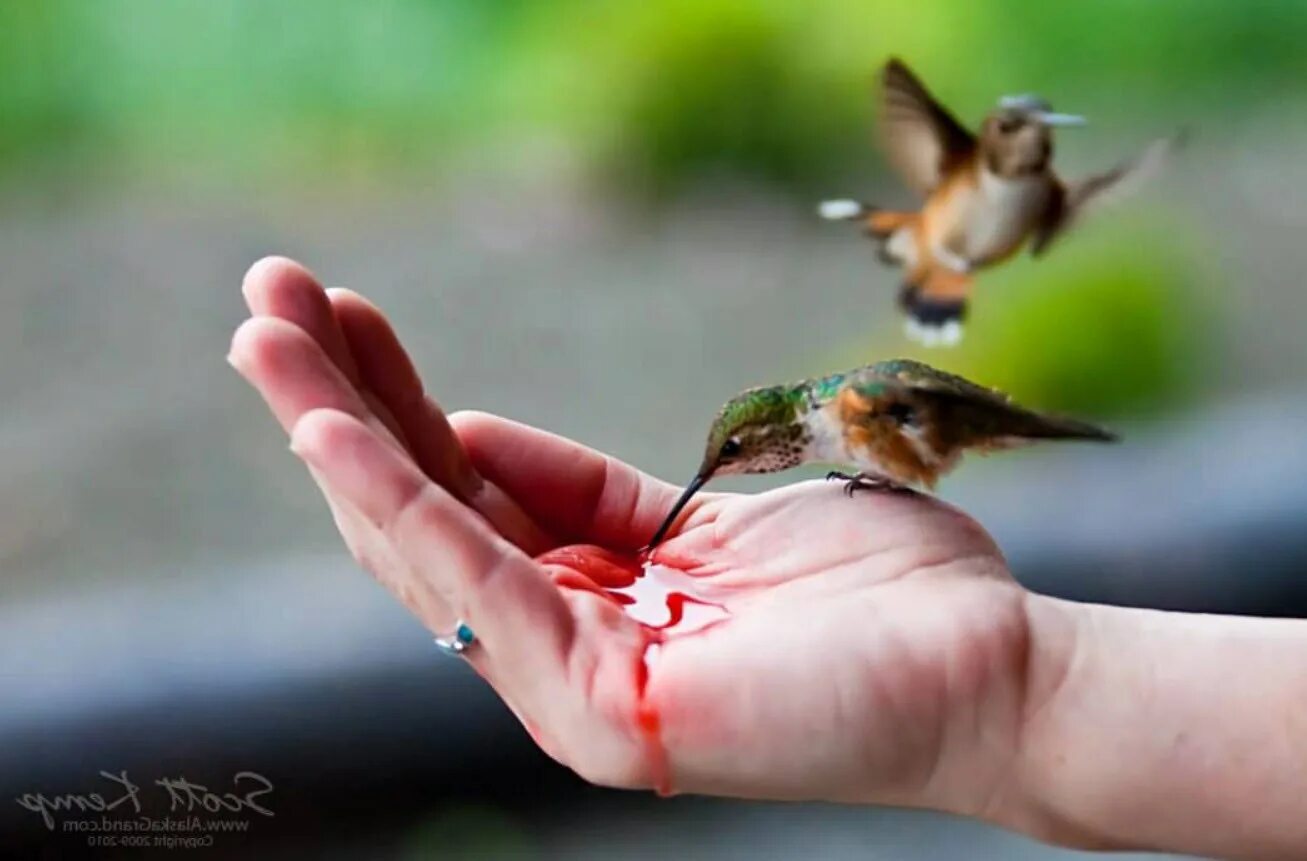 Птенец Колибри. Колибри самая маленькая птица. Детеныш Колибри. Колибри на руке человека.