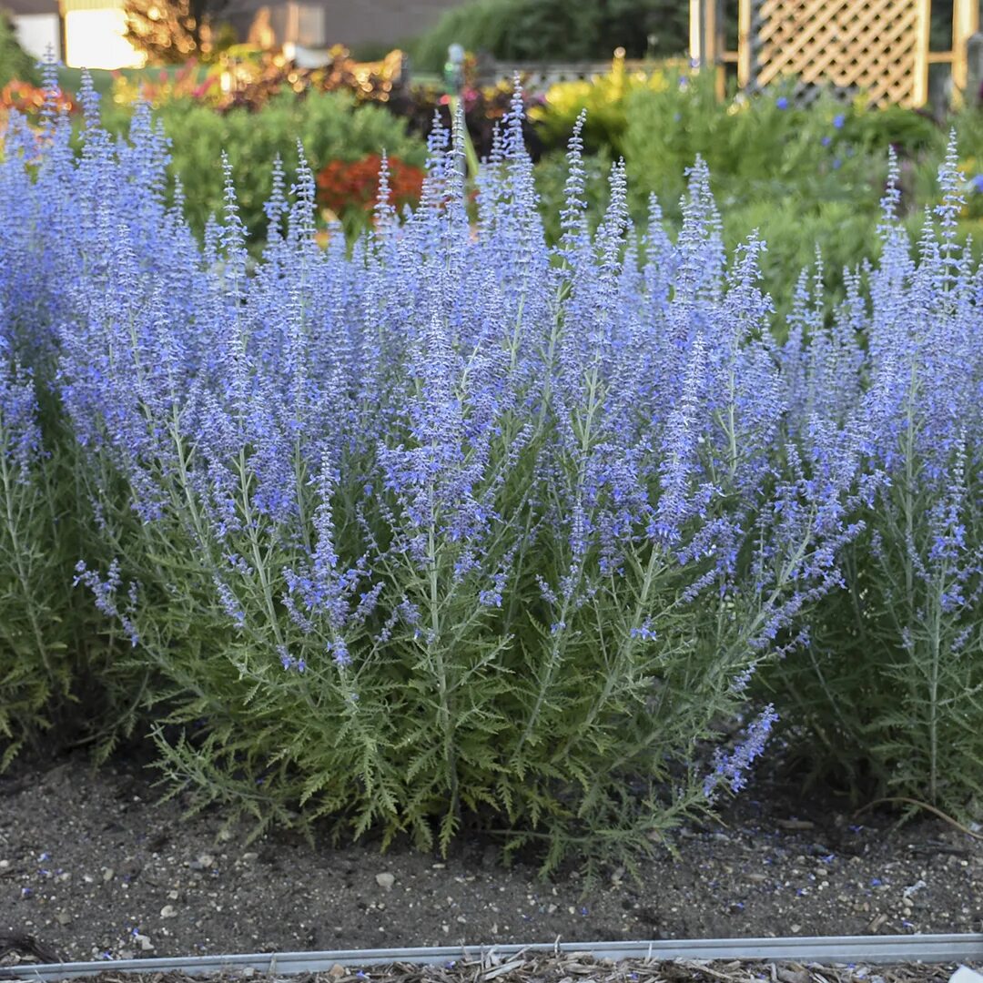 Перовския лебедолистная «blue spire» (perovskia atriplicifolia). Перовския лебедолистная little spire. Перовския блю спайр. Перовския лебедолистная блю спайр. Перовския лебедолистная.