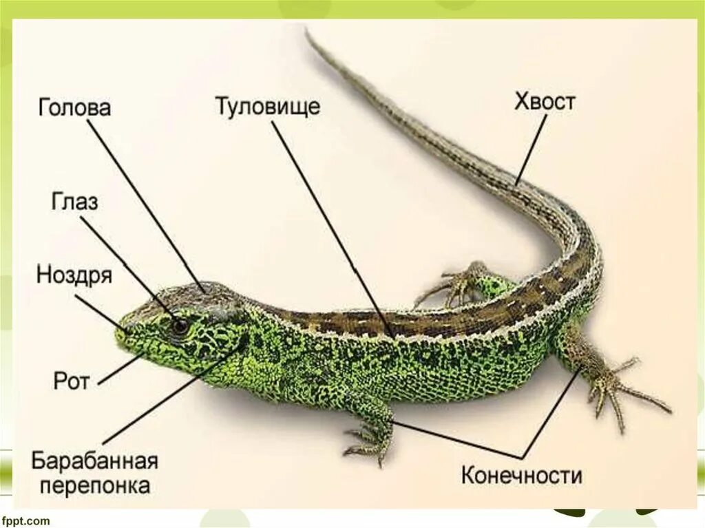 Представители класса ящерицы. Пресмыкающиеся внешнее строение. Строение пресмыкающихся 2 класс. Внешне строение прыткой ящерицы. Класс пресмыкающиеся рептилии строение тела.