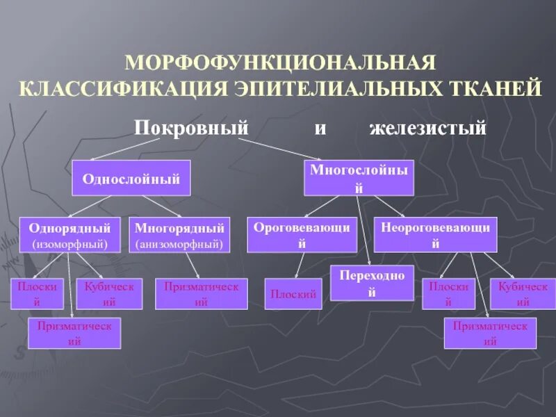 Классификация гистологии. Функциональная классификация эпителиальных тканей. морфофункциональная характеристика эпителиальных тканей. классификация эпителиальной ткани схема. морфофункциональная классификация эпителиев.