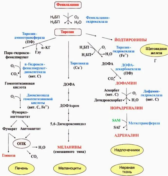 Фенилаланин биохимия. Схема метаболизма тирозина. Пути превращения фенилаланина и тирозина. Схема катаболизма фенилаланина и тирозина. Схема превращения фенилаланина и тирозина.