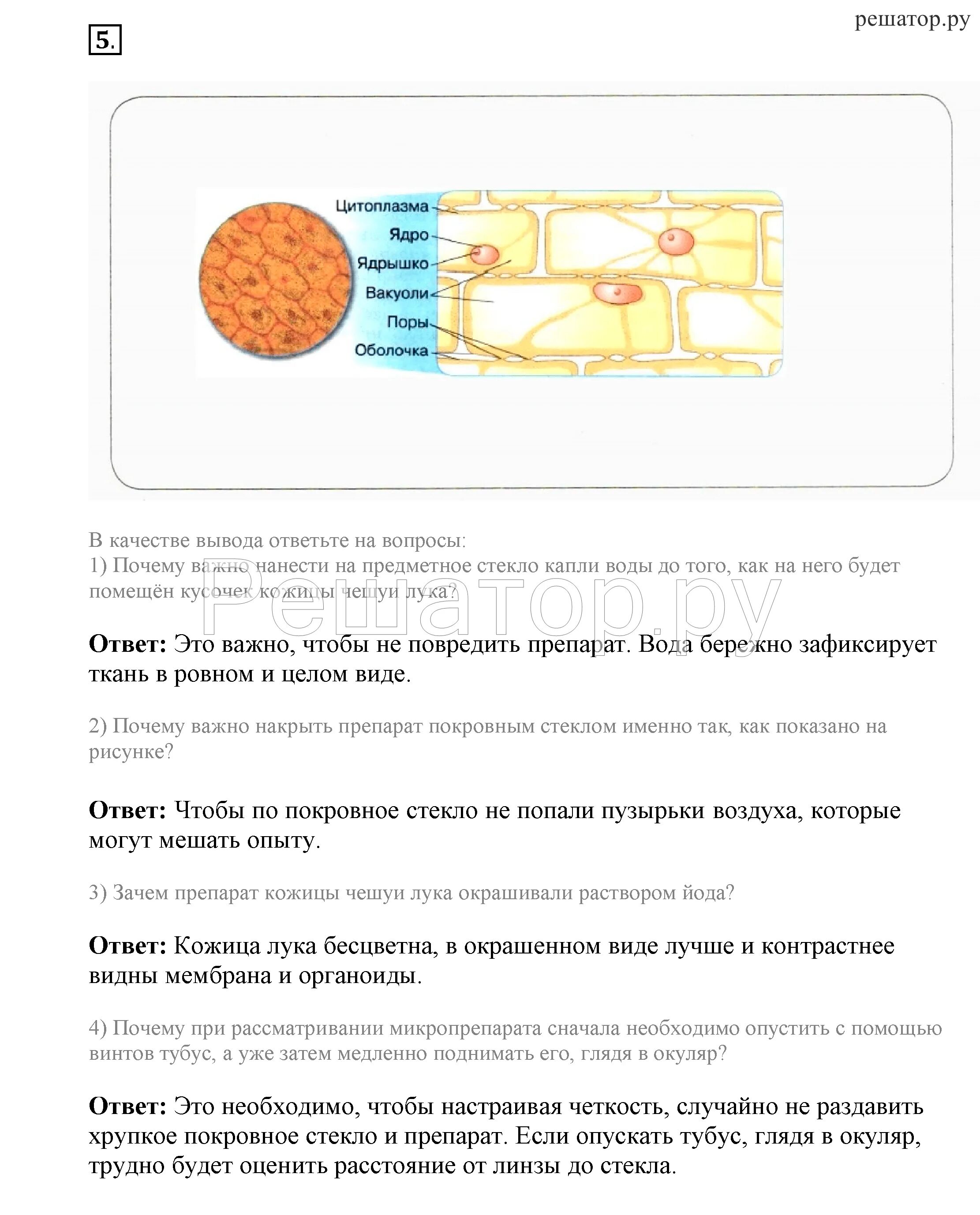 5 спиртовой раствор йода. Окраска раствором люголя. Крахмал окрашивается йодом. 5 спиртовой раствор йода состав. Почему лист окрасился в синий цвет.