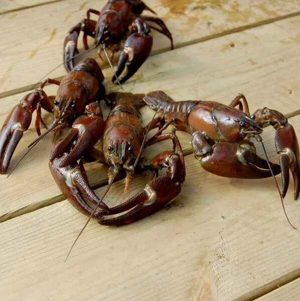 Лобстер гигант. Страшный скорпион. Лобстеры лангусты омары. Гигантский тасманийский краб. Раки опасные люди.