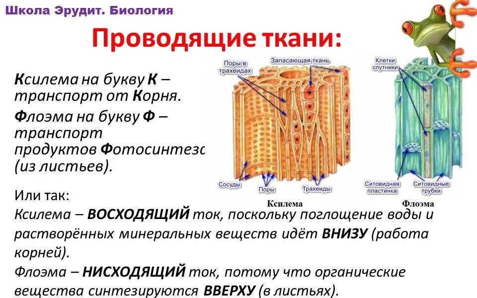 Поперечное сечение листа Проводящая ткань. Поперечное сечение листа растения Проводящая ткань на рисунке. Поперечное строение листа Проводящая ткань. Проводящая ткань поперечного листа. Какие проводящие ткани вы знаете