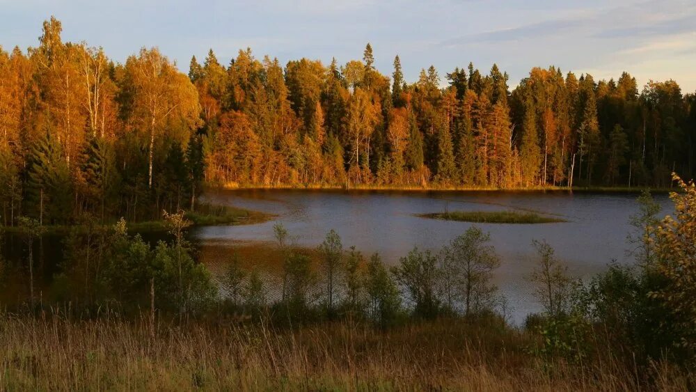 Селигер лес великий новгород. Пестово новгородская область лес. природа новгородской обл пестово. валдайский лес.