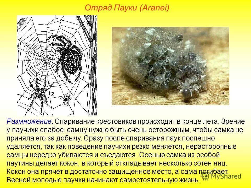 Размножение паукообразных. Процесс размножения пауков. -Отряд пауки (Aranei). Тип размножения пауков.