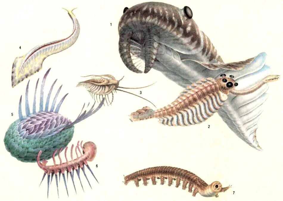 Палеозойская Эра Кембрий. Кембрийский период беспозвоночные. Животные кембрийского периода. Кембрийский период обитатели.