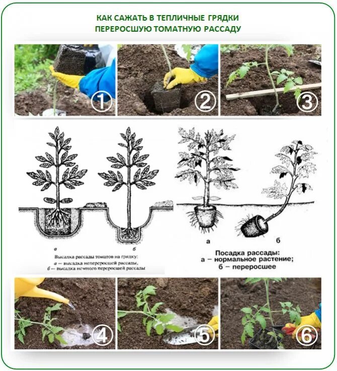 Посадка семян на рассаду. Как правильно сажать рассаду. Высаживание томатов в грунт. Высаживание рассады помидор. Посадка помидор в грунт рассадой.