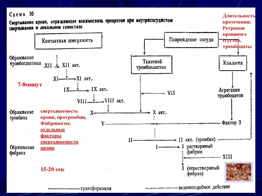 Процесс свертывания крови схема. Схема свёртывания крови 8. Схема образования свертывания крови. Свертывание крови образование тромба. Гемофилия фактор свертывания