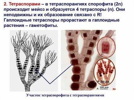 Образование спорофита образование зеленой нити