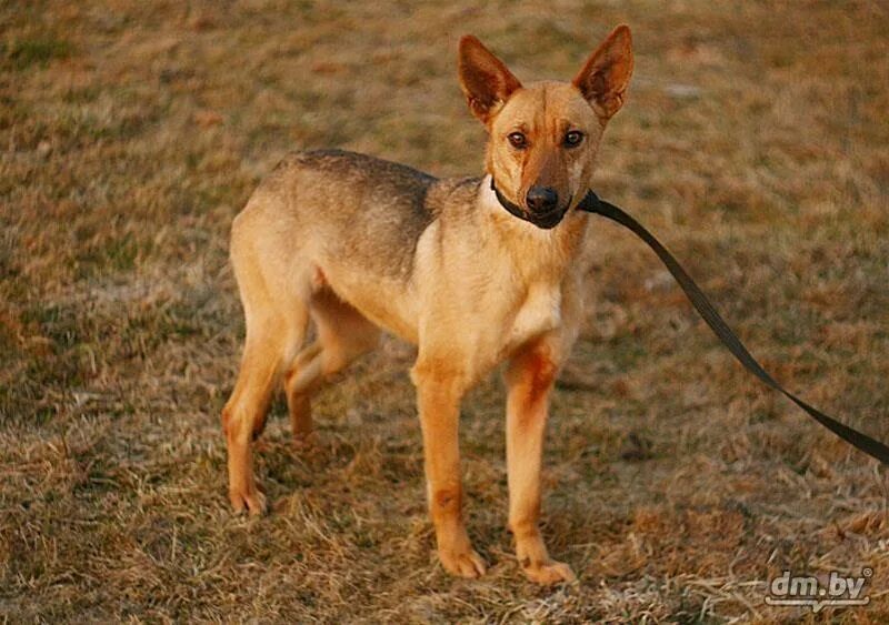Годовалая собака. Годовалая собака. Куролесит собака. Собаку лину. Собака с лином.