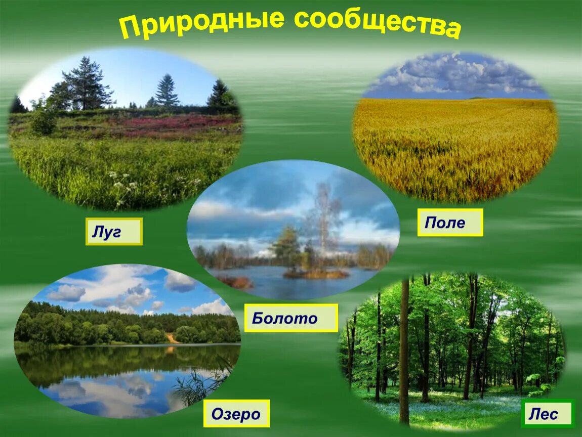 Описать любое сообщество. Природное сообщество болото. Природное сообщество луг. Многообразие природных сообществ. Сообщества леса, Луга и водоема.